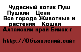 Чудесный котик Пуш-Пушкин › Цена ­ 1 200 - Все города Животные и растения » Кошки   . Алтайский край,Бийск г.